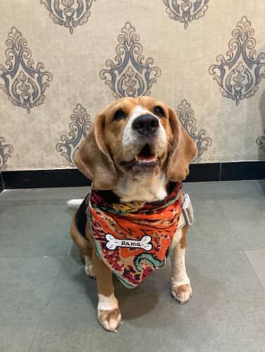 WhatsApp Image 2026-02-15 at 11.55.08 AM.jpeg